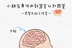 幼儿园小朋友身体内部器官认知图鉴图片