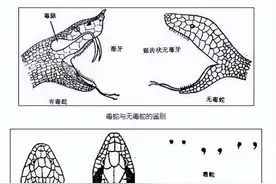 毒蛇咬伤的危害图片