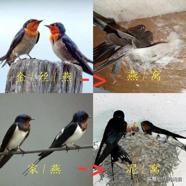 女人经常吃燕窝的好处和坏处 2026年女人经常吃燕窝的好处和坏处是什么