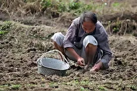 农村老话“好男有福一身毛，好女无毛一身膘”啥意思，是真的吗？图片