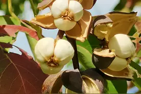 3种“毒果子”，毒性比得过砒霜，家里有小孩请留意，别让他去碰图片