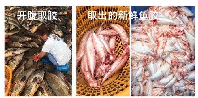 花胶是哪种鱼的鱼肚 2026年三种人不宜吃鱼胶