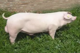 长白猪——曾经世界上最优秀的瘦肉猪！长得快、体重大、瘦肉多图片