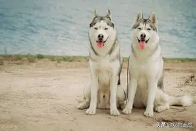 养狗不养双是什么意思，如何能养好两只狗？图片