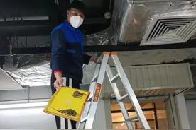 为什么粘鼠板粘不住鼠？原因在这里图片