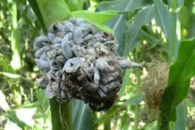 长在玉米身上的“黑疙瘩”，却是吃货眼中的极品美味！你喜欢吗图片