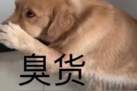 6种有“臭味”的狗，颜值虽高但味道难闻，建议不养图片