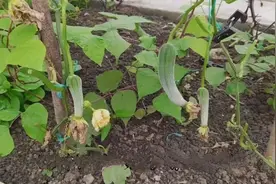 种植丝瓜染上白粉病，无需打农药，方法很简单，一看就会图片