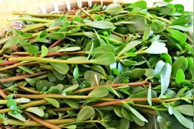 “马齿苋”是个宝，用来煮水喝，或能帮你解决7个问题，建议了解图片