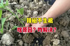 辣椒栽种20天后根系不发达、长势差，啥原因？如何促进快速生根？图片