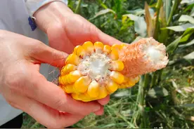 有了这个玉米新品种，种地变得真简单，抗倒抗病又高产图片