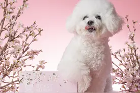 心动甄选，野兽派微笑樱花香氛系列图片