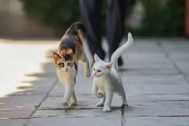 六只来自春天的小猫咪们，找领养啦图片