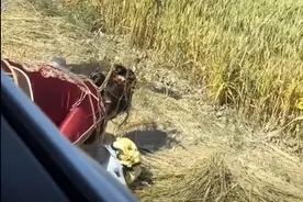 戳中泪点！新娘出嫁途中路边跪拜“天堂”的父亲图片