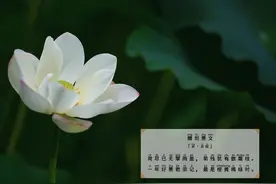 258-赠刘景文「宋·苏轼」图片