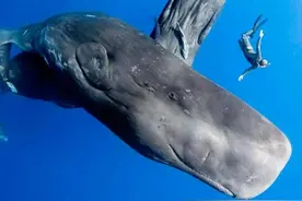 抹香鲸是世界上最大的齿鲸，连大王乌贼都不是对手，它有天敌吗？图片
