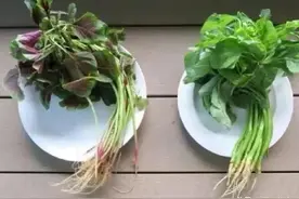 买苋菜时，是挑红色还是绿色？老农民：区别很大，别选错了图片