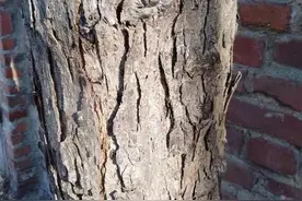 香椿树皮有什么作用？图片