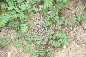 一种人人践踏的小草，民间俗称“止痒神草”，晒干用来煮水好处多图片