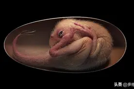 在中国发现的恐龙蛋化石中有个保存完好的小恐龙胚胎图片