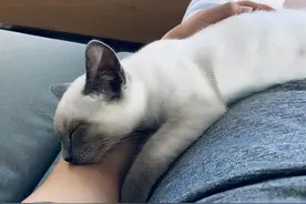 猫咪把你“爱进骨子”的表现，藏都藏不住图片