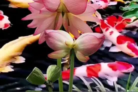 治家先育人，正人先正己图片