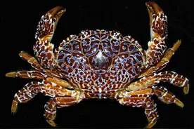 12个你不知道的冷知识，世界上最毒的螃蟹是什么？图片