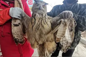 最凶猛猫头鹰在河北偷鸡被抓，农户只能无奈放生，损失谁来赔偿？图片