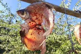 嘴巴撅上天的翘嘴鱼，天生适合做腊鱼，能长到多大？图片