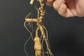 长白山的人参到底怎么分类，怎样去区分好坏，看完你就全明白了图片