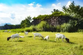 舔砖只适合牛羊用吗？图片