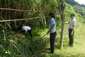 2.5米长大蟒蛇被放生野外，绞杀能力出众的它，真能杀死野猪？图片