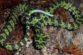 盘点我国十几种毒蛇种类，你认识几种？图片