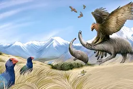 珍贵的影像！这46种鸟类已经永久地消失了，只留下了图像供人追忆图片