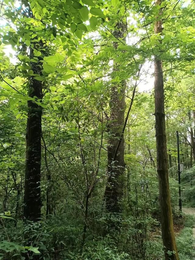 衢州柯山宝岩寺记