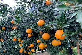 柑橘界网红爱媛38上市了，却“跌落神坛变白菜”图片