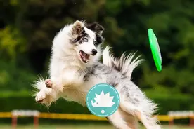 5000一个月的“狗德培训班”，到底值不值？图片