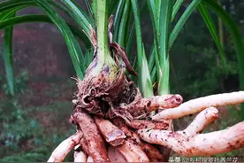 兰花老芦头不要扔，学会这样催芽养苗，两年就能长成壮兰苗图片