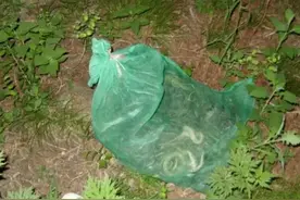 11年南昌七旬老者靠独家秘技养蛇，让蛇比狗还听话，年入上千万图片