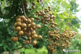 铲除果树灾星，荔枝细蛾的防治应用，荔枝与龙眼果树的救命符图片