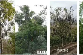 山西省4个皂荚新品种被国家林业和草原局授予植物新品种权图片