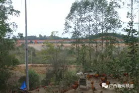 南宁一养鸡场上千只鸡突然死亡，疑似燃放烟花导致图片