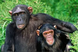 吃掉配偶和孩子，同种动物间的相残有多可怕？这难道也是自然规律图片