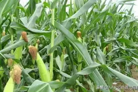 玉米的生长周期大约多少天？接下来我们一起来看看图片
