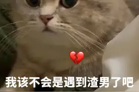 “这猫我先扔了，等过完年再买一只。”图片
