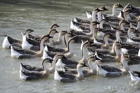 养鹅最忌讳的2个东西，大多数人不知道，犯忌会损失惨重图片