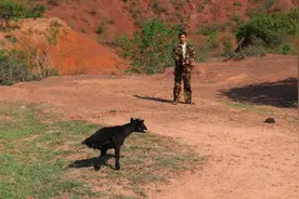 羊真的是魔鬼化身吗？日本农场黑羊学人类行走，诱母鸡到屋内吃掉图片