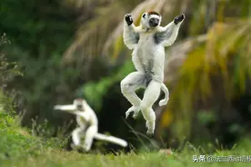 狐猴直立跳跃行走，解放双手后，它会创造出文明吗？图片