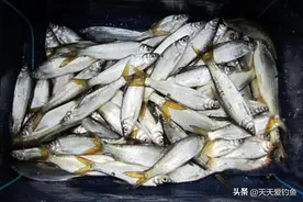 夏天野钓黄尾鲴，连竿的关键不是饵料，而是调漂图片