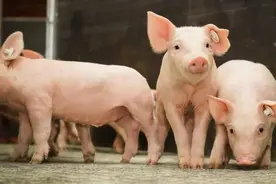 12月20日仔猪价格：持续上涨！能繁母猪和仔猪存栏下滑利好后市图片